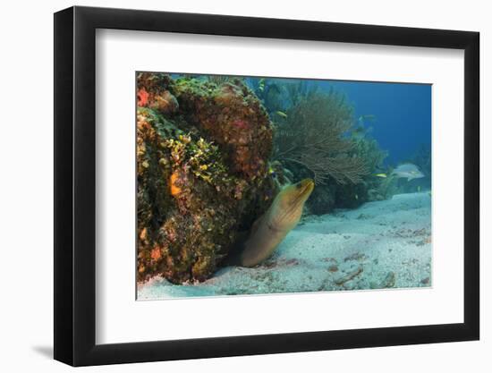 Green Moray, Hol Chan Marine Reserve, Ambergris Caye, Belize-Pete Oxford-Framed Photographic Print