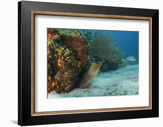 Green Moray, Hol Chan Marine Reserve, Ambergris Caye, Belize-Pete Oxford-Framed Photographic Print