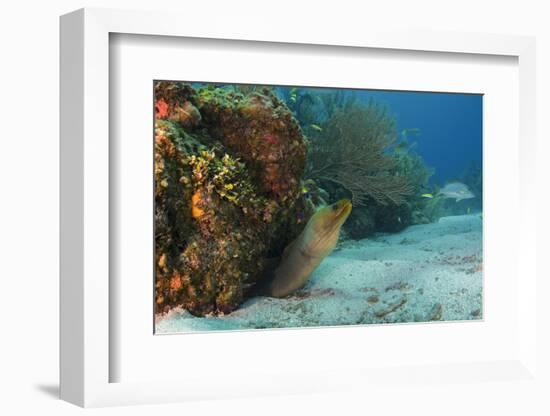 Green Moray, Hol Chan Marine Reserve, Ambergris Caye, Belize-Pete Oxford-Framed Photographic Print