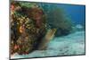 Green Moray, Hol Chan Marine Reserve, Ambergris Caye, Belize-Pete Oxford-Mounted Photographic Print