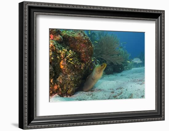 Green Moray, Hol Chan Marine Reserve, Ambergris Caye, Belize-Pete Oxford-Framed Photographic Print