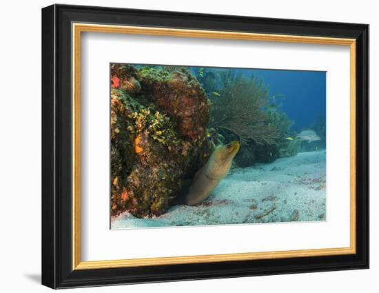 Green Moray, Hol Chan Marine Reserve, Ambergris Caye, Belize-Pete Oxford-Framed Photographic Print