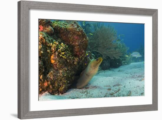 Green Moray, Hol Chan Marine Reserve, Ambergris Caye, Belize-Pete Oxford-Framed Photographic Print