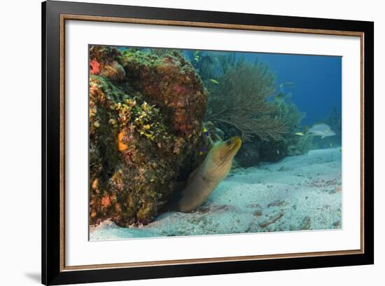 Green Moray, Hol Chan Marine Reserve, Ambergris Caye, Belize-Pete Oxford-Framed Photographic Print