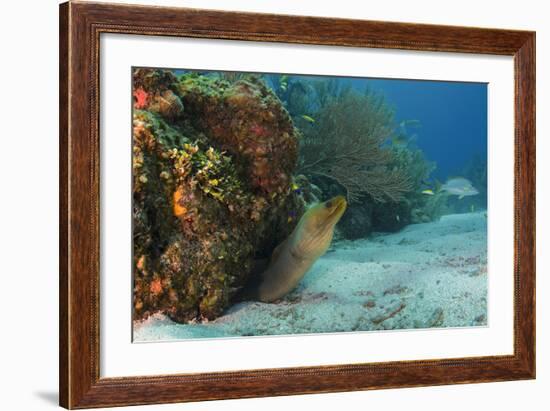 Green Moray, Hol Chan Marine Reserve, Ambergris Caye, Belize-Pete Oxford-Framed Photographic Print