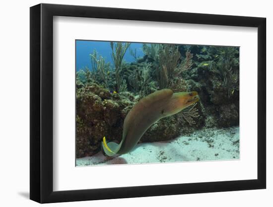 Green Moray, Hol Chan Marine Reserve, Ambergris Caye, Belize-Pete Oxford-Framed Photographic Print