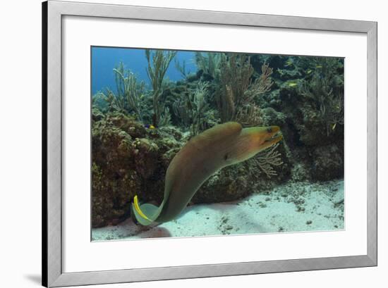 Green Moray, Hol Chan Marine Reserve, Ambergris Caye, Belize-Pete Oxford-Framed Photographic Print