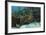 Green Moray, Hol Chan Marine Reserve, Ambergris Caye, Belize-Pete Oxford-Framed Photographic Print