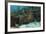 Green Moray, Hol Chan Marine Reserve, Ambergris Caye, Belize-Pete Oxford-Framed Photographic Print