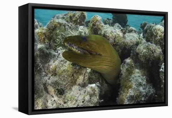 Green Moray, Lighthouse Reef, Atoll, Belize-Pete Oxford-Framed Premier Image Canvas