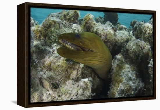 Green Moray, Lighthouse Reef, Atoll, Belize-Pete Oxford-Framed Premier Image Canvas