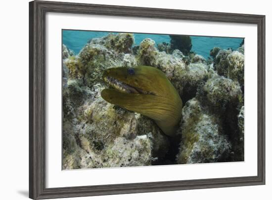 Green Moray, Lighthouse Reef, Atoll, Belize-Pete Oxford-Framed Photographic Print