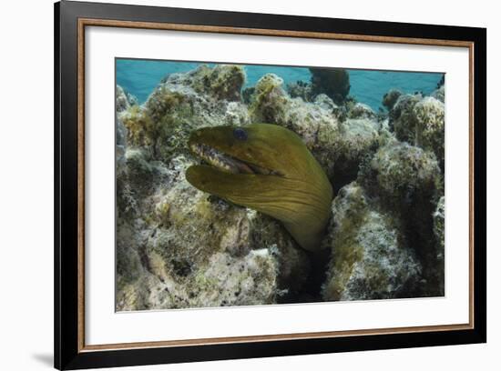 Green Moray, Lighthouse Reef, Atoll, Belize-Pete Oxford-Framed Photographic Print