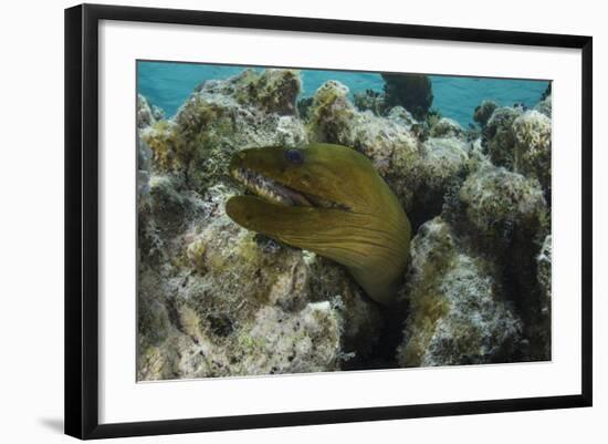 Green Moray, Lighthouse Reef, Atoll, Belize-Pete Oxford-Framed Photographic Print