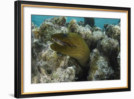 Green Moray, Lighthouse Reef, Atoll, Belize-Pete Oxford-Framed Photographic Print