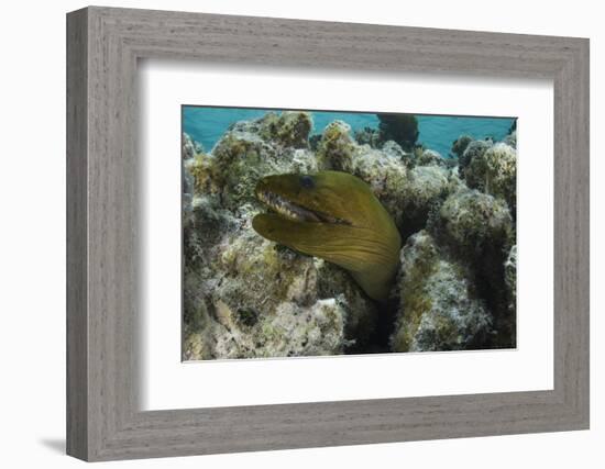 Green Moray, Lighthouse Reef, Atoll, Belize-Pete Oxford-Framed Photographic Print