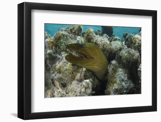 Green Moray, Lighthouse Reef, Atoll, Belize-Pete Oxford-Framed Photographic Print
