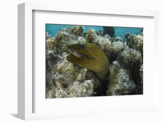 Green Moray, Lighthouse Reef, Atoll, Belize-Pete Oxford-Framed Photographic Print