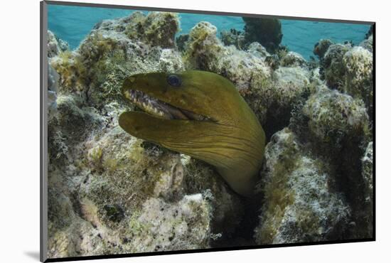 Green Moray, Lighthouse Reef, Atoll, Belize-Pete Oxford-Mounted Photographic Print