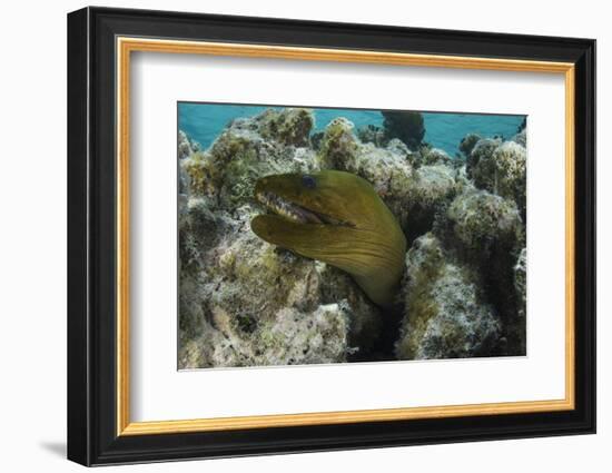 Green Moray, Lighthouse Reef, Atoll, Belize-Pete Oxford-Framed Photographic Print