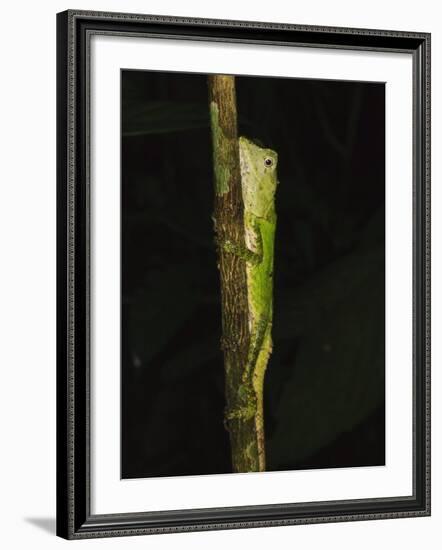 Green Mountain Agama in Rainforest at Night, Mt Kinabalu, Sabah, Borneo-Tony Heald-Framed Photographic Print