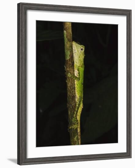 Green Mountain Agama in Rainforest at Night, Mt Kinabalu, Sabah, Borneo-Tony Heald-Framed Photographic Print