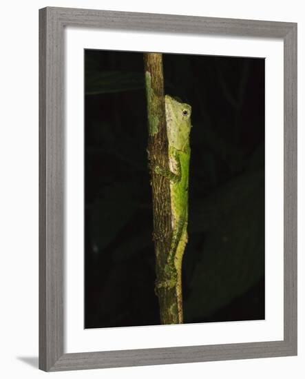 Green Mountain Agama in Rainforest at Night, Mt Kinabalu, Sabah, Borneo-Tony Heald-Framed Photographic Print