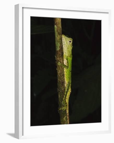 Green Mountain Agama in Rainforest at Night, Mt Kinabalu, Sabah, Borneo-Tony Heald-Framed Photographic Print