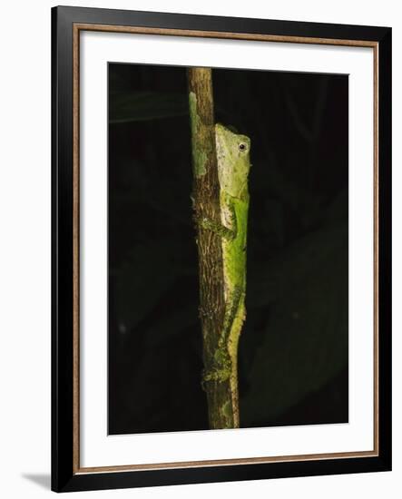Green Mountain Agama in Rainforest at Night, Mt Kinabalu, Sabah, Borneo-Tony Heald-Framed Photographic Print