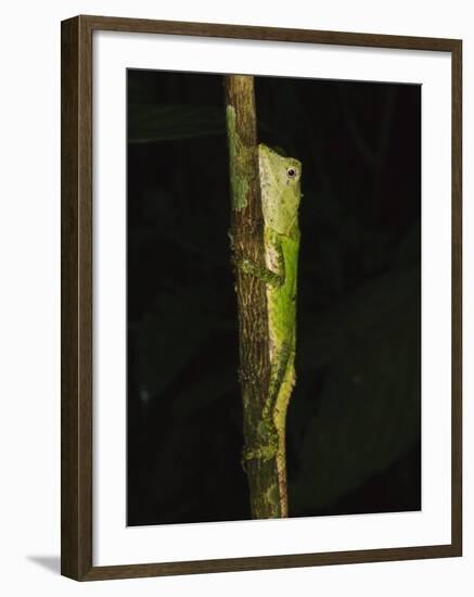 Green Mountain Agama in Rainforest at Night, Mt Kinabalu, Sabah, Borneo-Tony Heald-Framed Photographic Print