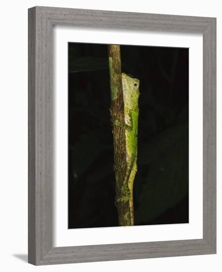 Green Mountain Agama in Rainforest at Night, Mt Kinabalu, Sabah, Borneo-Tony Heald-Framed Photographic Print