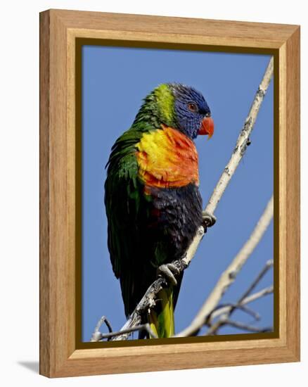 Green-Naped Lorikeet (Trichoglossus Haematodus Haematodus) in Captivity, Denver Zoo, Colorado-null-Framed Premier Image Canvas