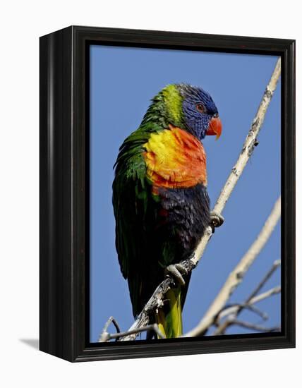 Green-Naped Lorikeet (Trichoglossus Haematodus Haematodus) in Captivity, Denver Zoo, Colorado-null-Framed Premier Image Canvas