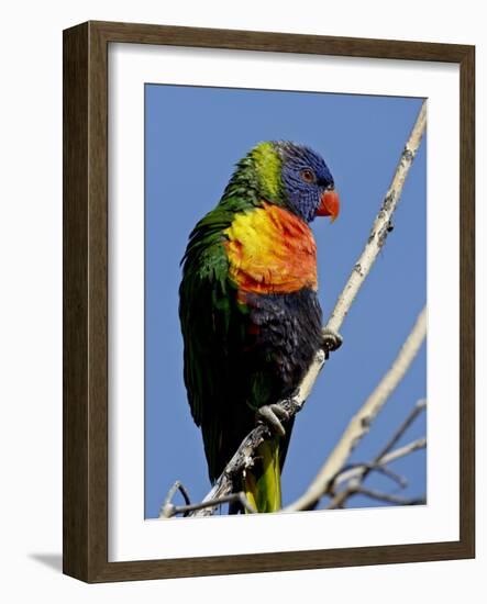 Green-Naped Lorikeet (Trichoglossus Haematodus Haematodus) in Captivity, Denver Zoo, Colorado-null-Framed Photographic Print