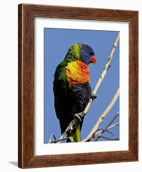 Green-Naped Lorikeet (Trichoglossus Haematodus Haematodus) in Captivity, Denver Zoo, Colorado-null-Framed Photographic Print