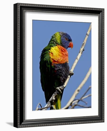 Green-Naped Lorikeet (Trichoglossus Haematodus Haematodus) in Captivity, Denver Zoo, Colorado-null-Framed Photographic Print