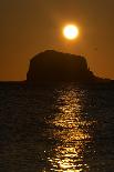 Northern Gannet Colony in Flight over Bass Rock at Sunrise, Firth of Forth, Scotland, August-Green-Photographic Print