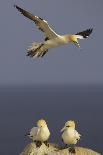Northern Gannet Colony in Flight over Bass Rock at Sunrise, Firth of Forth, Scotland, August-Green-Photographic Print