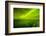 Green Northern Lights over the Sea, Beaufort Sea, ANWR, Alaska, USA-Steve Kazlowski-Framed Photographic Print