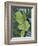 Green Oak Leaves, c.1923-Georgia O'Keeffe-Framed Art Print