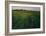 Green Oat Field-Félix Vallotton-Framed Giclee Print