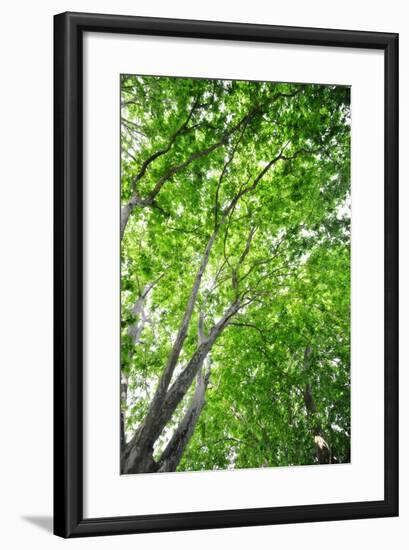 Green on Air-Philippe Sainte-Laudy-Framed Photographic Print