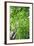 Green on Air-Philippe Sainte-Laudy-Framed Photographic Print