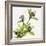 Green Orchid-Micha Pawlitzki-Framed Photographic Print