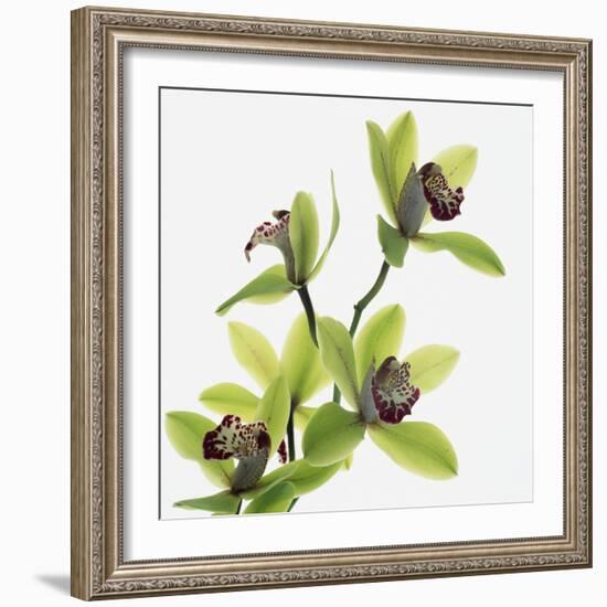 Green Orchid-Micha Pawlitzki-Framed Photographic Print