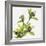 Green Orchid-Micha Pawlitzki-Framed Photographic Print