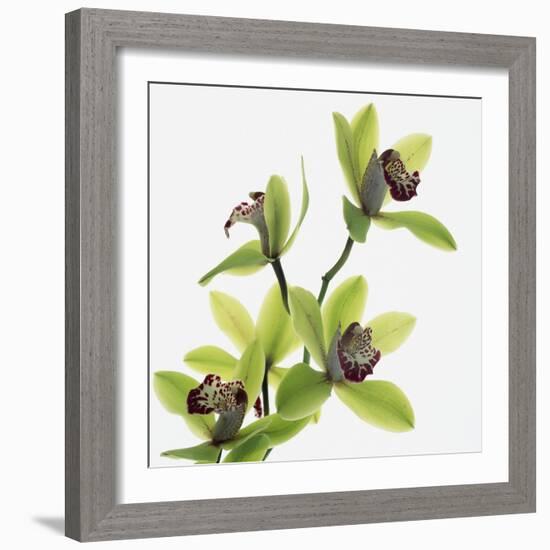 Green Orchid-Micha Pawlitzki-Framed Photographic Print