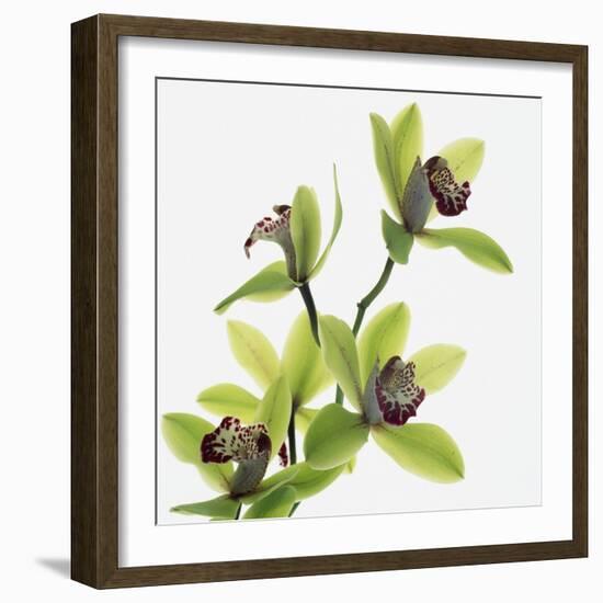 Green Orchid-Micha Pawlitzki-Framed Photographic Print