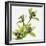 Green Orchid-Micha Pawlitzki-Framed Photographic Print