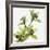 Green Orchid-Micha Pawlitzki-Framed Photographic Print